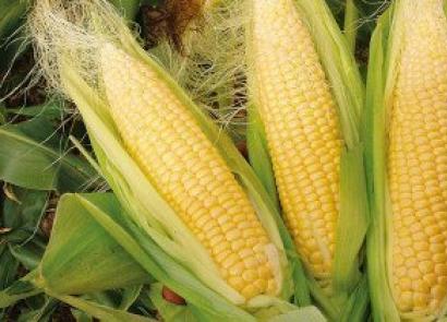 Varená kukurica: zdravotné výhody a škody