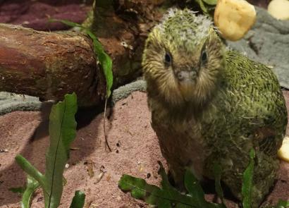 Lidojošs papagailis kakapo: kā tas izskatās, kur tas dzīvo, ko ēd. Cits putna nosaukums ir pūces papagailis