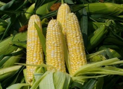 Is corn digested in the human body?