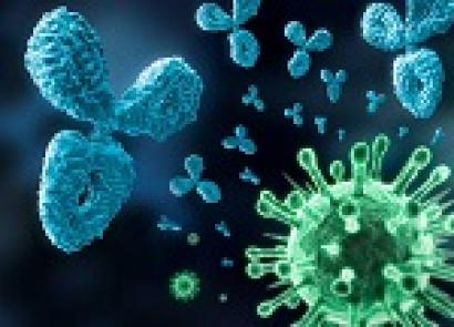 항체가 검출되지 않는다는 것은 무엇을 의미합니까?HIV 진단 결과의 해석